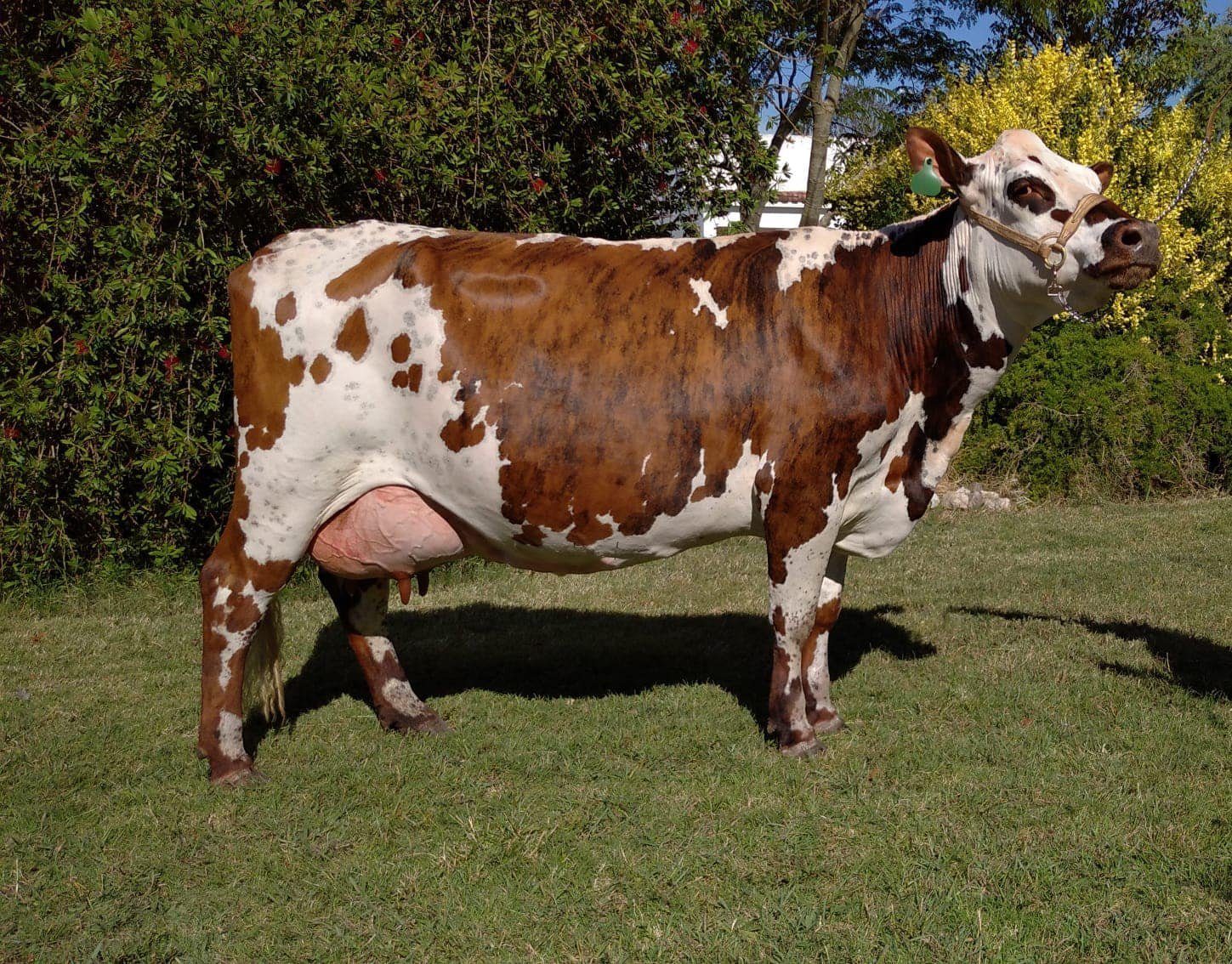 Vaca