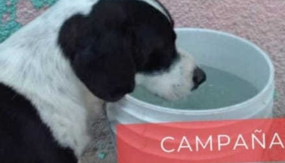 Perro con Balde de agua