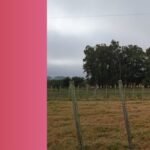Tierras en Colonización